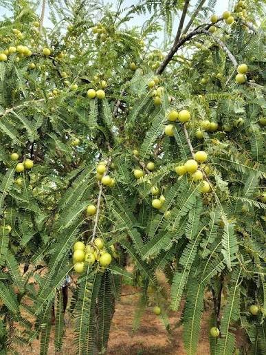 Amla
